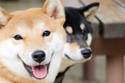 SHIBA INU COIN NEWS TODAY – SHIB ARMY GET READY TO BE RICH IN 2022 – 1400% RALLY..