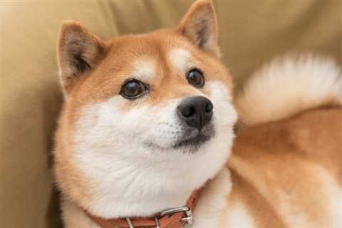 Shiba Inu's 3 Biggest Catalysts in 2022 - Shiba Inu Market News