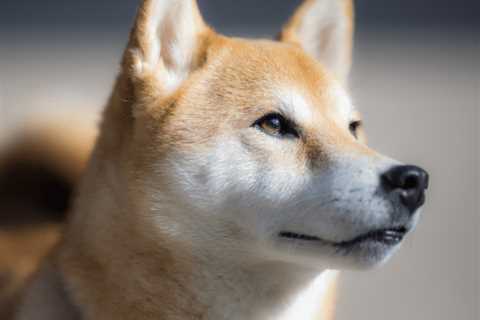 Shiba goes real, makes announcement on SHIB-themed restaurant - Shiba Inu Market News