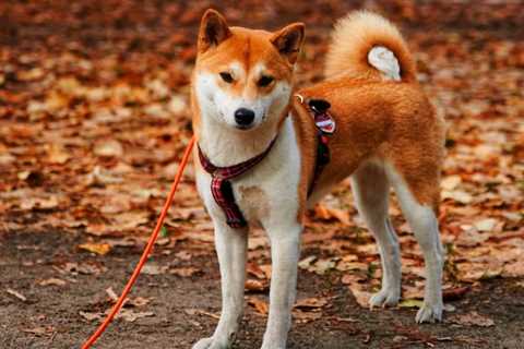 Shiba Inu Price Explosion! Meme Coin $Shib up 20%, BUY NOW? - Shiba Inu Market News