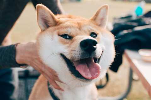 Shiba inu rallies 50% to a new 2022 high as meme coins soar