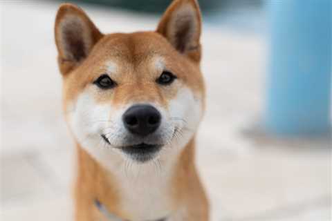 What's Next for Shiba Inu: $0.00005 or $0.00001? - Shiba Inu Market News