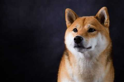 Shiba Inu Launches SHIB Burning Portal: What Does it Mean? - Shiba Inu Market News