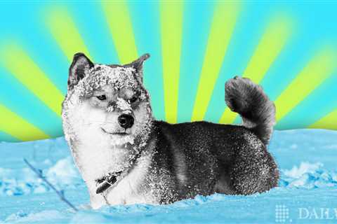 Shiba Inu (SHIB) Finally Shakes off the Crypto Winter, Deleting a Zero - Shiba Inu Market News