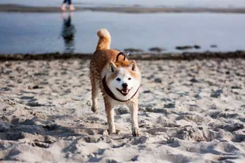 Are Shiba Inu [SHIB] whales responsible for the alt's latest uptick? - Shiba Inu Market News