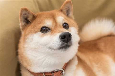 Shiba Inu, Dogecoin, Solana Surge Higher Today: Where Are Meme Coins Headed From Here? - Shiba Inu..