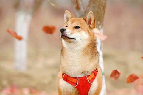 Shiba Inu on fire, another price rally around the corner? - Shiba Inu Market News