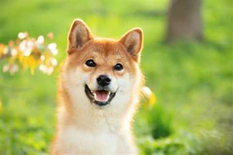 Why Dogecoin Popped Today | The Motley Fool