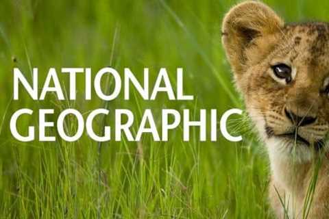 National Geographic NFTs Turn Into a National Failure